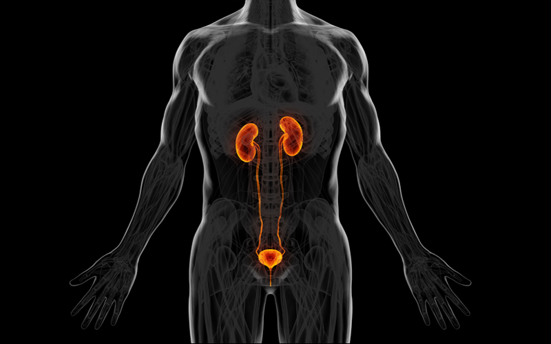 Diagram showing the kidneys and urinary system in the human body.